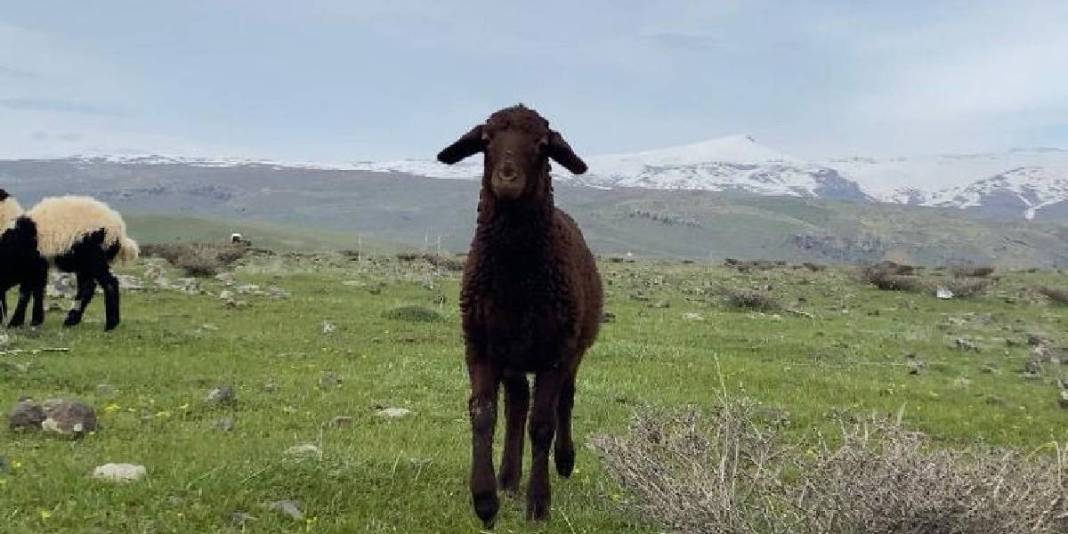 Güneş açtı hareketlilik başladı! Küçükbaşlar meraları şenlendirdi 1